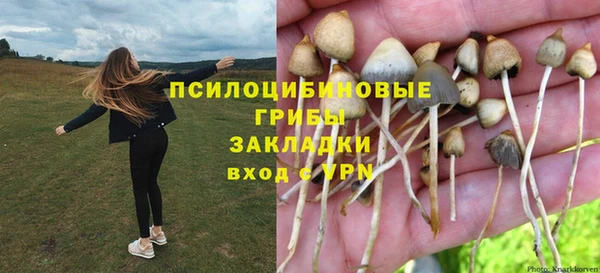 шишки Верея